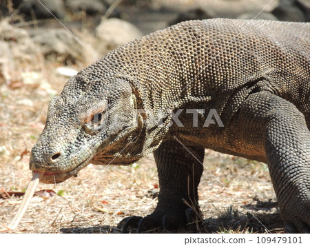 wild komodo dragon 109479101