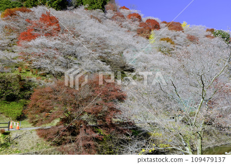 Autumn leaves and seasonal cherry blossoms 1 109479137