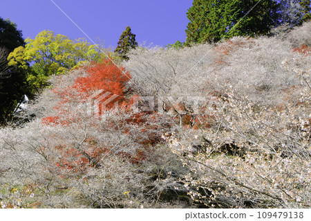 Autumn leaves and four seasons cherry blossoms 2 109479138