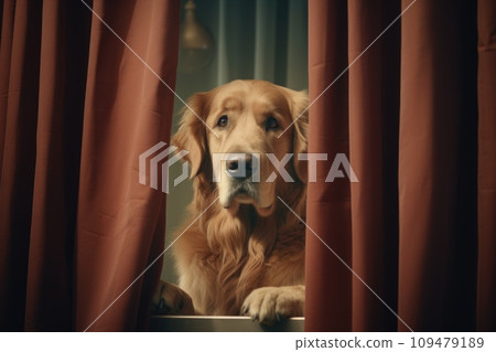A Labrador retriever dog stands behind curtains 109479189