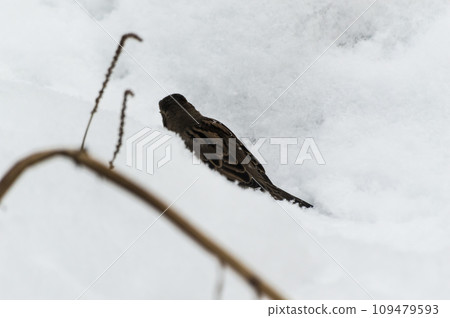 Sparrow (Passer domesticus) on a branch in the snow. Birds of Eastern Siberia, Russia. Sparrow in the snow, winter. 109479593