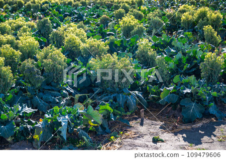 Broccoli with a tower Broccoli with a tower 109479606