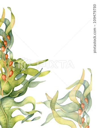 Watercolor frame of green sea plant illustration isolated on white background. Ascophyllum kelp hand drawn. Painted laminaria herb seaweed. Design element for package, label, advertising, marine card 109479780