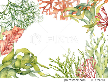 Watercolor frame of colorful sea plants illustration isolated on white. Laminaria, kelp hand drawn. Painted seaweeds border. Design element for signboard, label, wrapping, marine packaging collection Watercolor frame of colorful sea plants illustration isolated on white. Laminaria, kelp hand drawn. Painted seaweeds border. Design element for signboard, label, wrapping, marine packaging collection 109479781