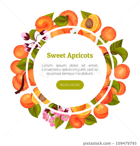 Juicy Apricot Fruit Banner Design with Ripe Garden Crop Vector Template 109479793