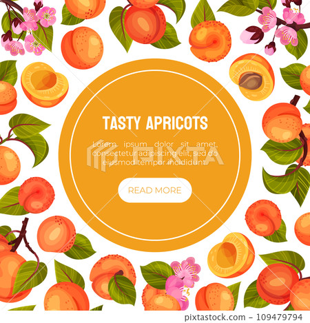 Juicy Apricot Fruit Banner Design with Ripe Garden Crop Vector Template 109479794