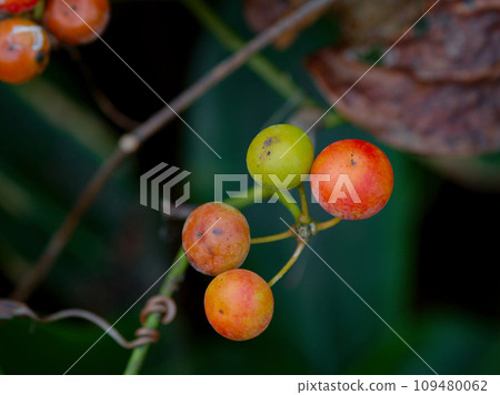 Vining plant with red fruits Sarutoriibara 109480062