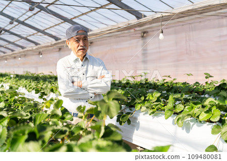 A man growing strawberries in a greenhouse 109480081