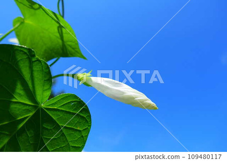 牽牛花 牽牛花 芽 109480117