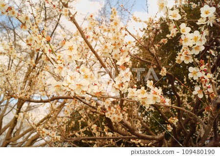 In the plum grove in full bloom 109480190