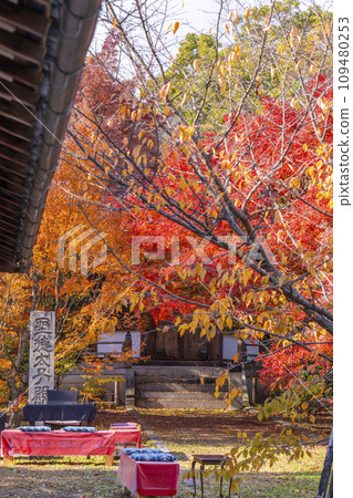 Kyoto in autumn, Seiryoji Temple (Saga Shakado), autumn leaves and Prince Shotokuden Kyoto in autumn, Seiryoji Temple (Saga Shakado), autumn leaves and Prince Shotokuden 109480253