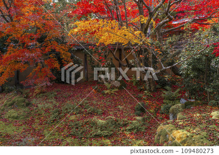 Kyoto in autumn, Seiryoji Temple (Saga Shakado), Hojo-mae, autumn leaves garden 109480273