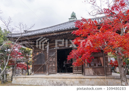 Autumn in Kyoto, Seiryoji Temple (Saga Shakado), autumn leaves and collection of sutras 109480283
