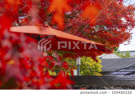 Kyoto in autumn, Seiryoji Temple (Saga Shakado), autumn leaves and open-air umbrellas 109480288
