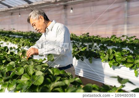 A man growing strawberries in a greenhouse 109480303