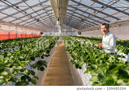 A man growing strawberries in a greenhouse A man growing strawberries in a greenhouse 109480304