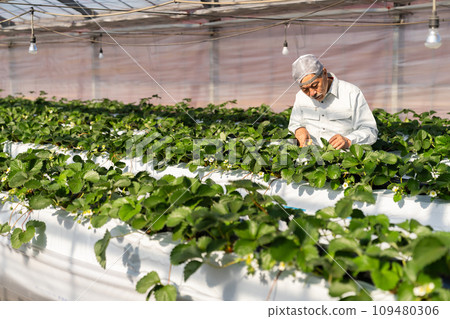 A man growing strawberries in a greenhouse A man growing strawberries in a greenhouse 109480306