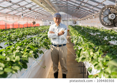A man growing strawberries in a greenhouse A man growing strawberries in a greenhouse 109480308