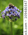 Agapanthus flower 109480347
