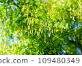 Acacia bears seeds 109480349