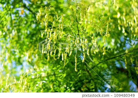 Acacia bears seeds Acacia bears seeds 109480349