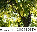 acacia tree 109480350