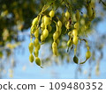 big acacia fruit 109480352