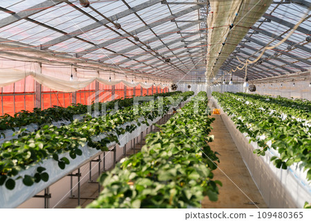 草莓溫室種植農戶 109480365