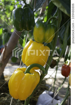 Display of local produce at outdoor farmers market 109480806