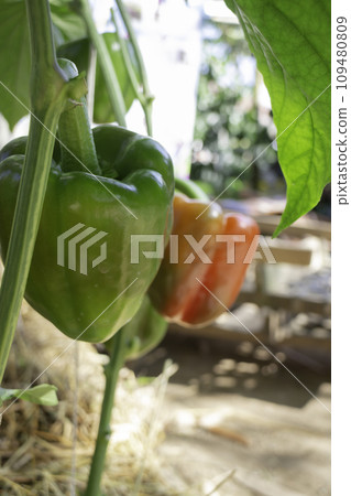 Display of local produce at outdoor farmers market Display of local produce at outdoor farmers market 109480809