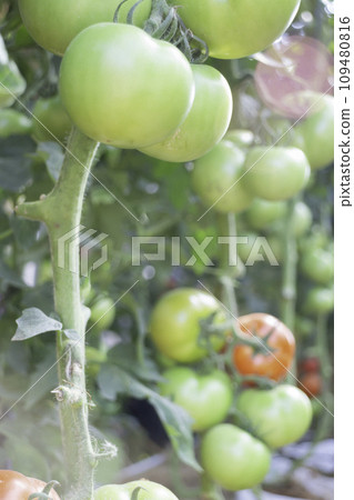 Display of local produce at outdoor farmers market 109480816