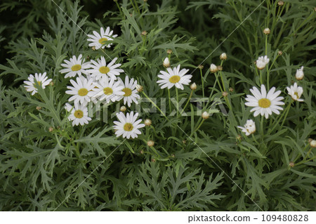 Display of local produce at outdoor farmers market 109480828