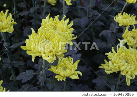 Display of local produce at outdoor farmers market 109480899