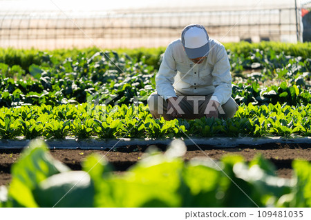 Farmer man checking vegetables in the field 109481035