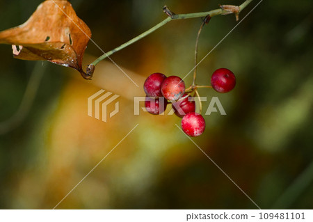 Vining plant with red fruits Sarutoriibara Vining plant with red fruits Sarutoriibara 109481101