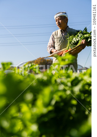 Farmer man growing vegetables in the field Farmer man growing vegetables in the field 109481161