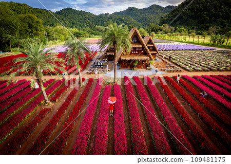 Flower garden, Hokkaido park in Khao Yai, Thailand Flower garden, Hokkaido park in Khao Yai, Thailand 109481175