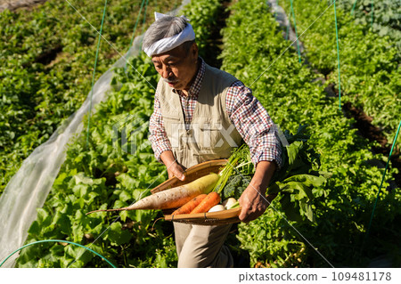 Farmer man growing vegetables in the field 109481178