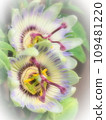 Passionflower in early summer 109481220