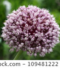 early summer flower allium 109481222