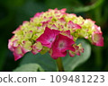 young hydrangea flowers 109481223
