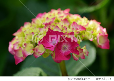young hydrangea flowers young hydrangea flowers 109481223