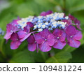 purple hydrangea 109481224