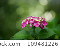 Hydrangea with blur in the background 109481226