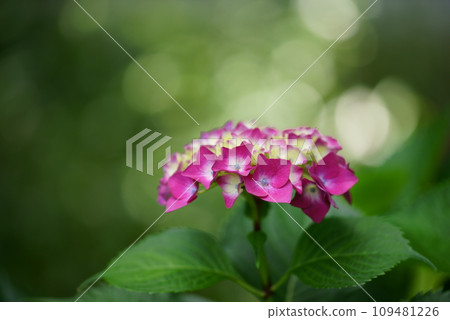 Hydrangea with blur in the background Hydrangea with blur in the background 109481226
