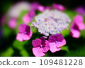 Hydrangea with soft lens 109481228