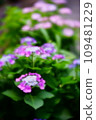 soft focus hydrangea 109481229