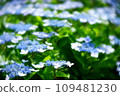  Gaku hydrangea 109481230