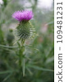 One thistle flower 109481231