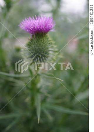 One thistle flower One thistle flower 109481231
